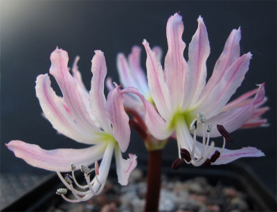 Brunsvigia-radula1.jpg