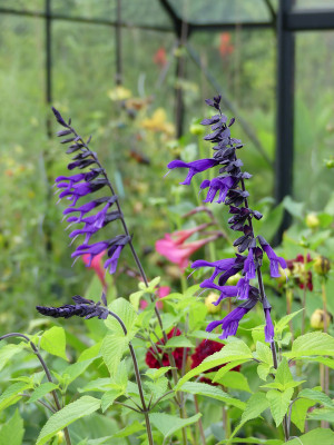 2020-09-08 Salvia 'Amistad'.jpg