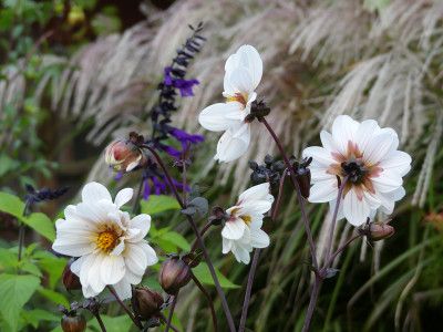 2020-09-08 Dahlia.jpg