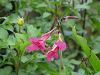 2020-09-08 Canna iridiflora.jpg
