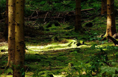 Herbstwald_8_23-09-2007.jpg