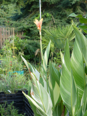 2020-09-06 Canna 'Stuttgart'.jpg