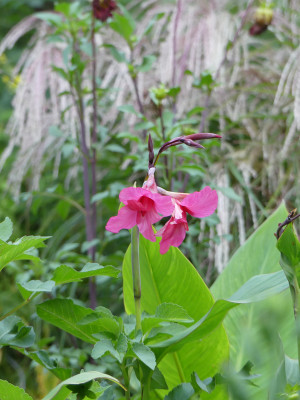 2020-09-08 Canna iridiflora 2.jpg