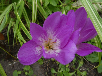 Colchicum 'Jenny Robinson' 200908 k.jpg