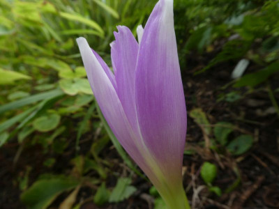 Colchicum 'Arthur Klarck' 200908 k.jpg