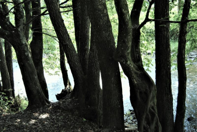DSC_1274.JPG