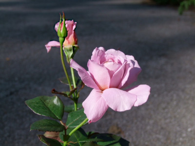 DSCF8924.JPG