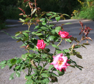 DSCF8822.JPG