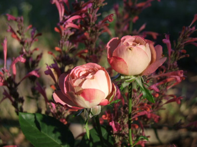 DSCF8777.JPG