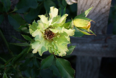 DSCF8740.JPG
