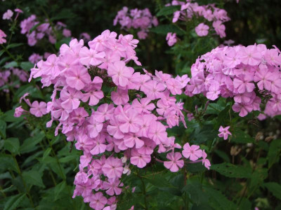 2020_0610September0014.JPG