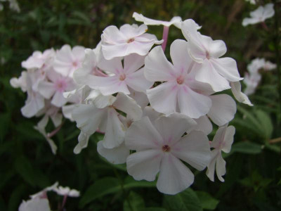 2020_0610September0018.JPG