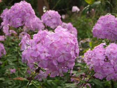 2020_0610September0025.JPG