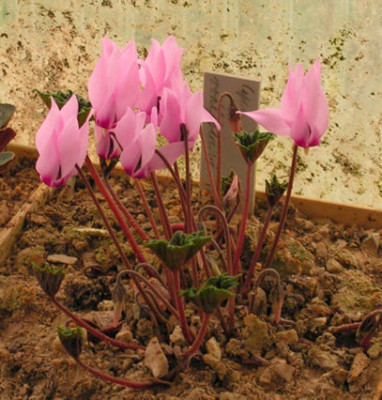 Cyclamen_rohlfsianum009.jpg