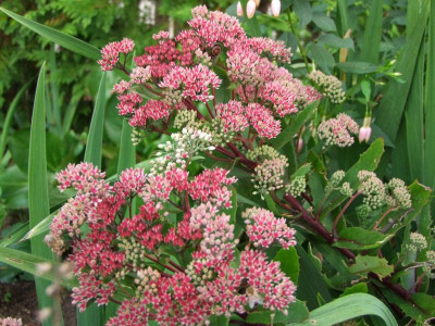 2020_0610September0004.JPG