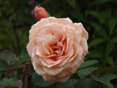 2020_0610September0038.JPG