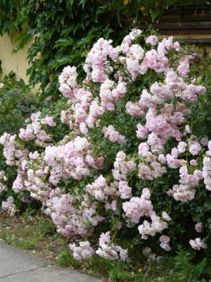 2019-06-16 Rosen 'Bonica 82' 1.jpg