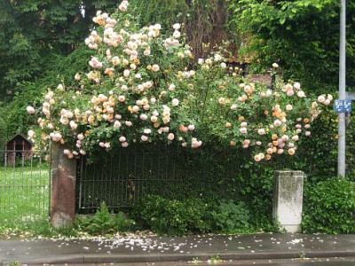 Bruggen_Rose_welche_a_52282.jpg