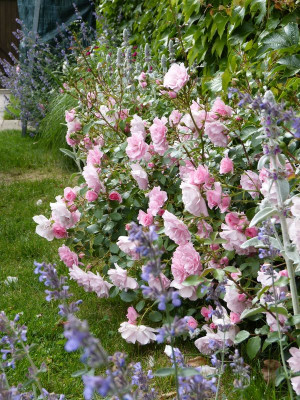 2017-06-12 Rosen 'Bonica'.jpg