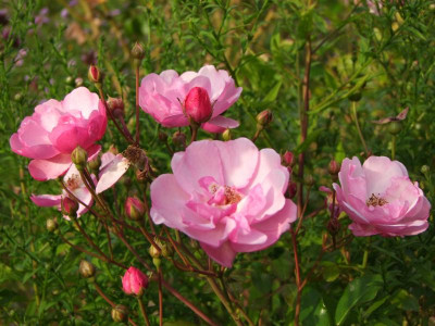 2020_0610September0091.JPG
