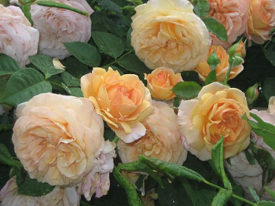 Bruggen_Rose_welche__52291.jpg