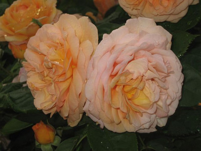 Bruggen_Rose_welche__52301.jpg
