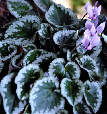 DSC_1361.JPG