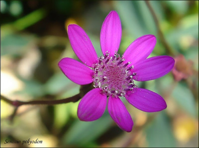 Senecio_polyodon.jpg