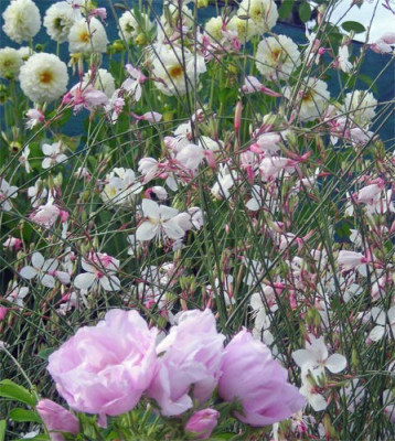 rosenherbst_02.jpg