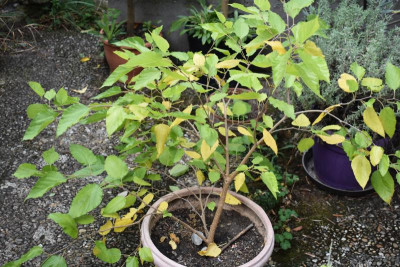 Mojo Berry 001.JPG