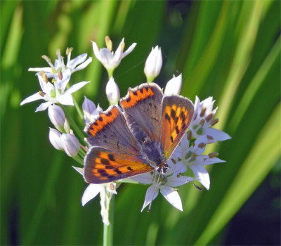 schmetterling_auf_lauch_01.jpg