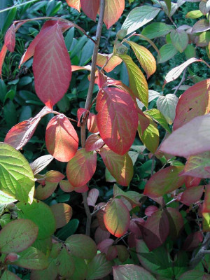 stewartia_pseudocamellia_b3.jpg