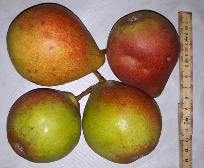birnesollinggröße.jpg