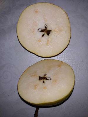 birnequerschnitt.jpg