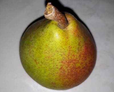 birnestilsolling.jpg