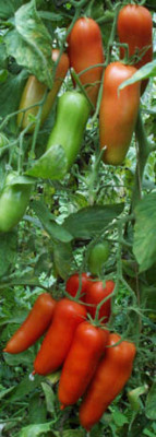 482_v_tomate_chohloma.jpg