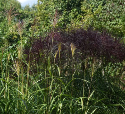 Zweierlei Miscanthus MGP 200909 k.jpg