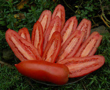 482_vv_tomate_chohloma.jpg