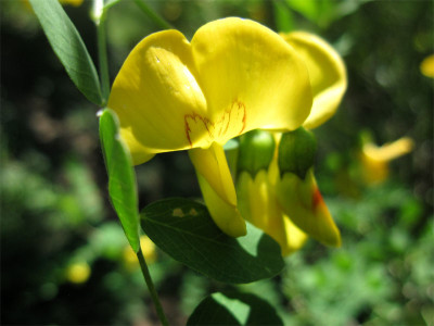 Colutea-arborescens.jpg