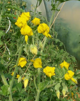 peruanische_Wildtomate_v.jpg