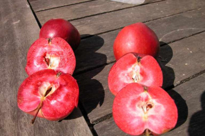 weirouge-pomfital2.jpg