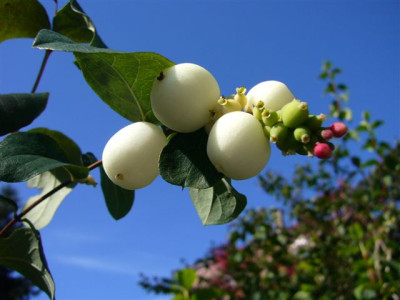 29.09.2007.1.JPG