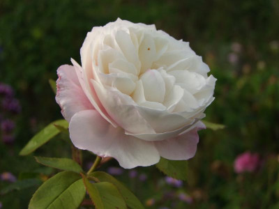 2020_0613September10094.JPG