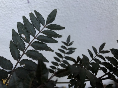1AB7527D-02E6-4D58-99E8-3A83FA7927D8.jpeg
