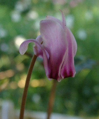 Cyclamen x hildebrandii20-9.jpg