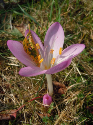 DSCN0087.JPG