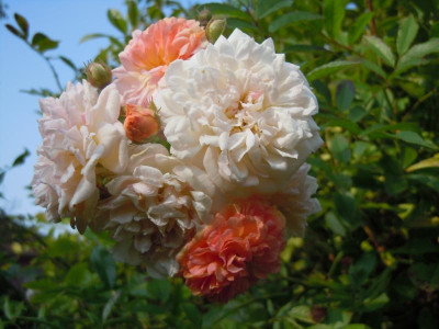 DSCN0094.JPG