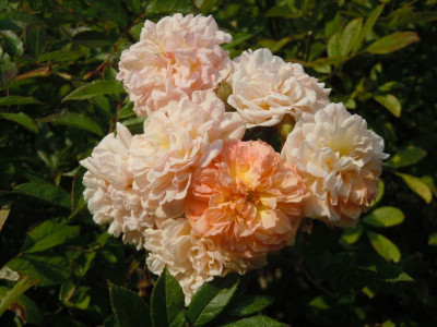 DSCN0096.JPG