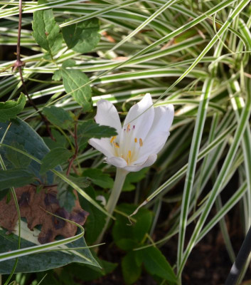 Colchicum-Innocence.20-1.jpg