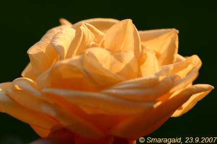 0923_Lady-Hillingdon_9154.jpg